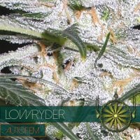 Vision  Cannabis  Seeds  Lowryder  Auto