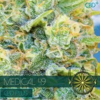 Vision  Cannabis  Seeds  Medical 49  Cbd