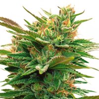 Vision  Cannabis  Seeds  Nicole  X  Og