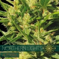 Vision  Cannabis  Seeds  Northern  Lights  Auto
