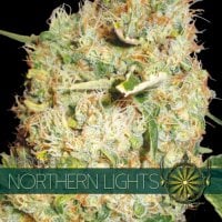 Vision  Cannabis  Seeds  Northern  Lights