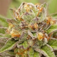 Vision  Cannabis  Seeds  Pure  Gelato