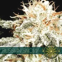 Vision  Cannabis  Seeds  Russian  Snow