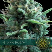 Vision  Cannabis  Seeds  Silver  Haze