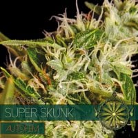 Vision  Cannabis  Seeds  Super  Skunk  Auto