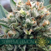 Vision  Cannabis  Seeds  Supreme  Lemon