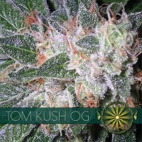 Vision  Cannabis  Seeds  Tom  Kush  Og