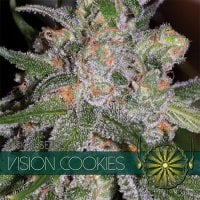 Vision  Cannabis  Seeds  Vision  Cookies