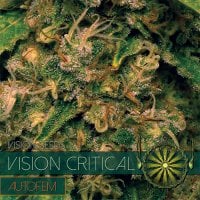 Vision  Cannabis  Seeds  Vision  Critical  Auto