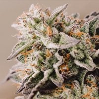 Vision  Cannabis  Seeds  Vision  Gelato  Auto