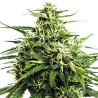 Vision  Cannabis  Seeds  Vision  Gorilla  Auto