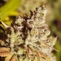 Vision  Cannabis  Seeds  Vision  Gorilla