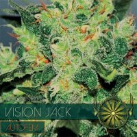 Vision  Cannabis  Seeds  Vision  Jack  Auto