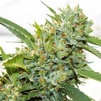 Vision  Cannabis  Seeds  Vision  Kosher