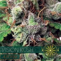 Vision  Cannabis  Seeds  Vision  Kush  Auto