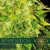 Vision  Cannabis  Seeds  White  Widow  Auto