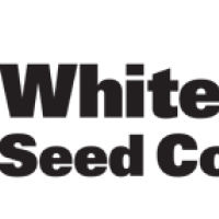 White Label Cannabis Seeds Afghan Kush