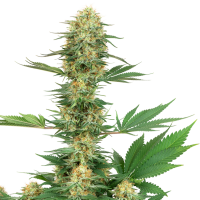 White Label Cannabis Seeds American Line Gelato 420