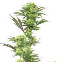 White Label Cannabis Seeds American Line Guava Jelly