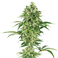 White Label Cannabis Seeds American Line Nicole Hindu Kush