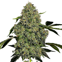 White  Label  Cannabis  Seeds  American  Line  Og  Kush  Auto