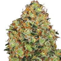 White  Label  Cannabis  Seeds  American  Line  Sweet  Tangerine  Tango  Auto