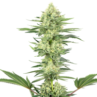 White Label Cannabis Seeds American Line White Gorilla Haze