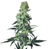 White  Label  Cannabis  Seeds  Amnesia  White