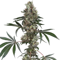 White  Label  Cannabis  Seeds  Chemberries