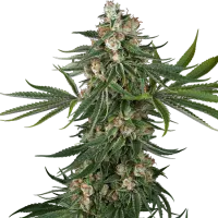 White  Label  Cannabis  Seeds  Fallout  Og