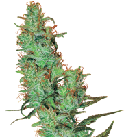 White  Label  Cannabis  Seeds  Jack  Herer