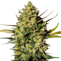 White  Label  Cannabis  Seeds  Master  Kush  Auto