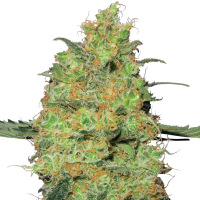 White  Label  Cannabis  Seeds  Master  Kush