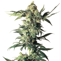 White  Label  Cannabis  Seeds  Northern  Lights