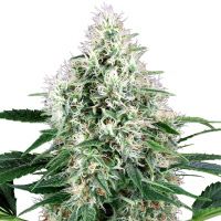 White  Label  Cannabis  Seeds  Pure  Power  Plant  Auto