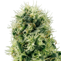 White  Label  Cannabis  Seeds  Pure  Power  Plant