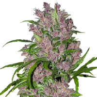 White Label Cannabis Seeds Purple Bud Auto