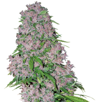 White  Label  Cannabis  Seeds  Purple  Bud