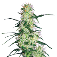 White  Label  Cannabis  Seeds  Purple  Haze