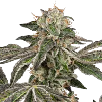 White  Label  Cannabis  Seeds  Runtz  Auto
