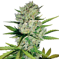 White  Label  Cannabis  Seeds  Skunk 1  Auto