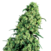 White  Label  Cannabis  Seeds  Skunk 1