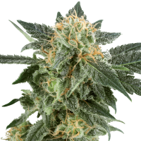 White  Label  Cannabis  Seeds  Snow  Ryder