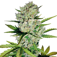 White  Label  Cannabis  Seeds  Super  Skunk  Auto