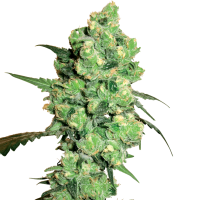 White  Label  Cannabis  Seeds  Super  Skunk