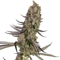 White  Label  Cannabis  Seeds  Vlad  The  Inhaler