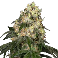 White  Label  Cannabis  Seeds  White  Biscotti  Og  Xxl