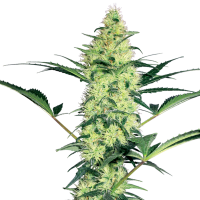White  Label  Cannabis  Seeds  White  Diesel