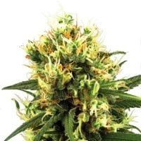 White  Label  Cannabis  Seeds  White  Haze  Auto