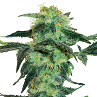 White Label Cannabis Seeds White Ice